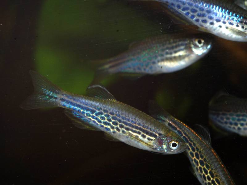Spotted form.