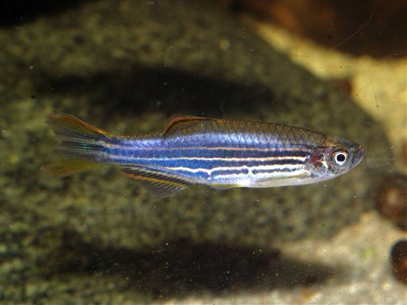 Striped form.