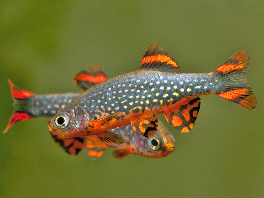 Rival males spar often, especially when in spawning condition. These two have aberrant patterning in the anal-fin (see 'Notes').