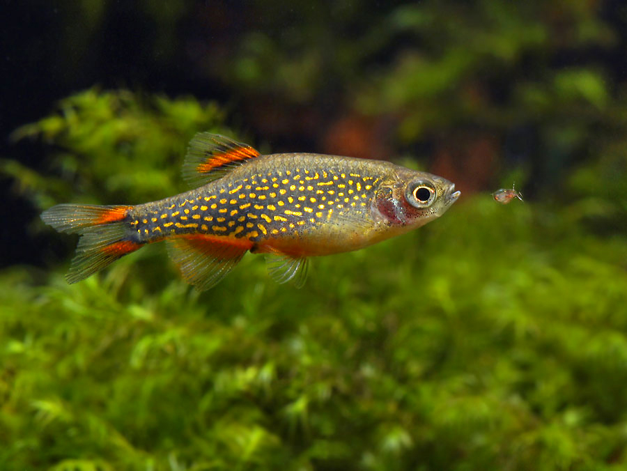 This species prefers small live foods if available, here a female hunting Daphnia...