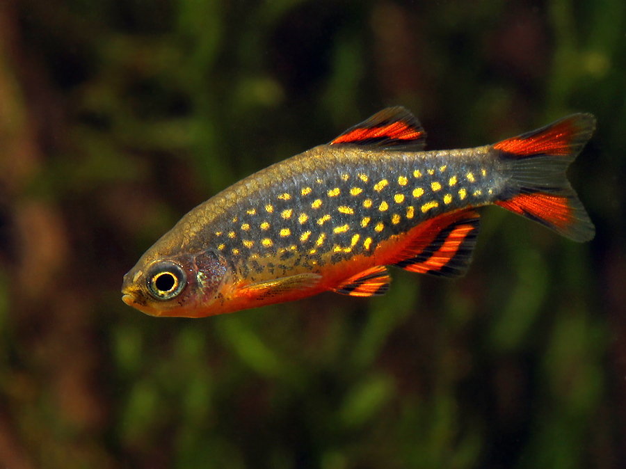 Well-conditioned adult male.