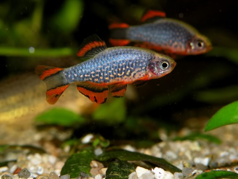 Adult male; aggressive mood. The aberrant patterning in the anal-fin of these fish maybe due to inbreeding for the aquarium trade (see 'Notes').