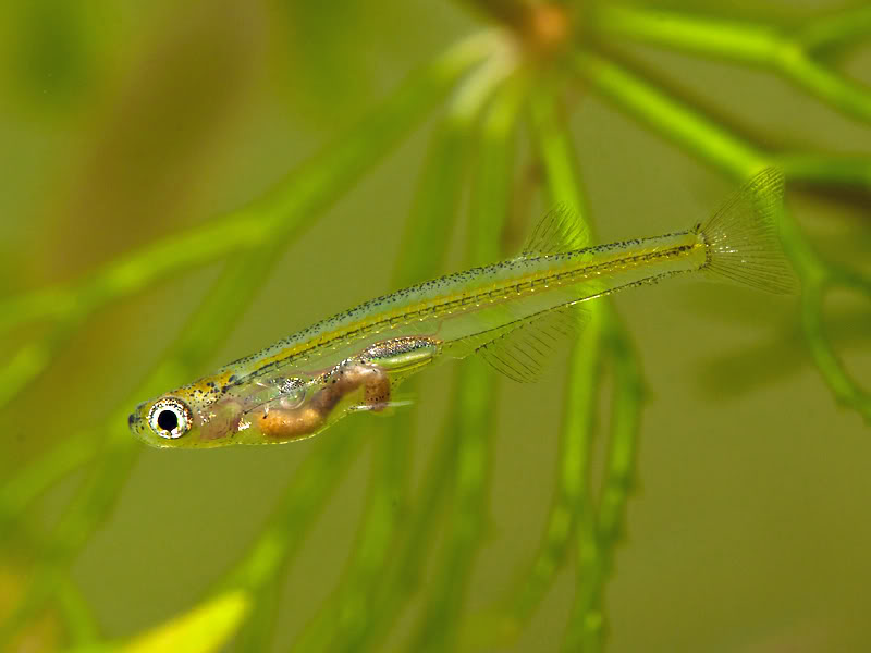 Adult male with gut contents visible.