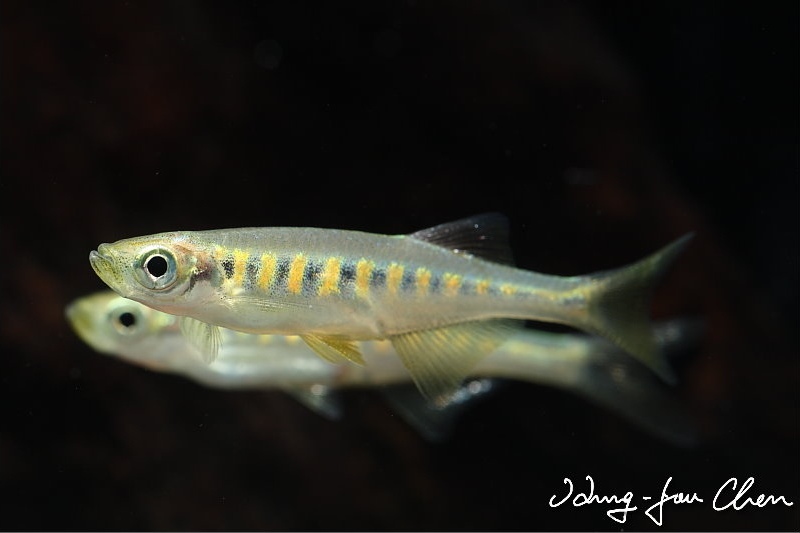 Devario auropurpureus article header