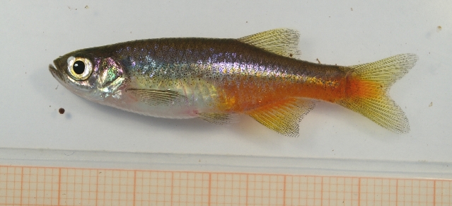 Specimen from the aquarium trade.