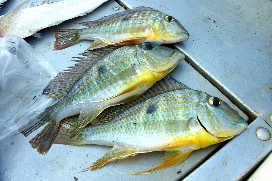 Freshly-collected specimens from the rio Maranhão.