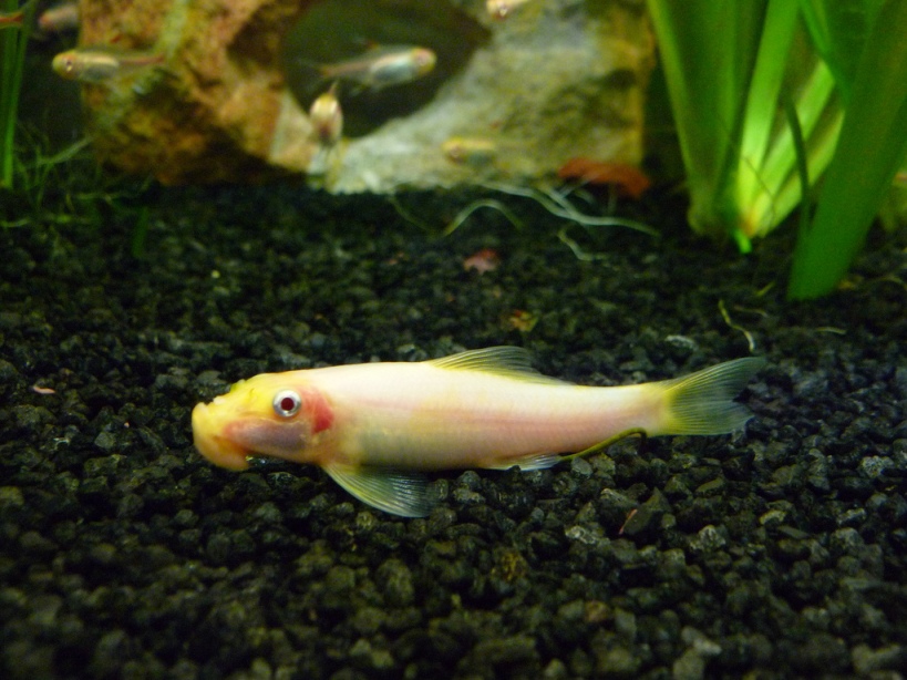Ornamental albino form.