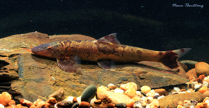 Adult specimen from Thailand.