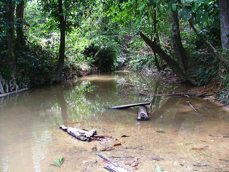 Habitat of the species near Maradong, Sarawak, Malaysian Borneo.