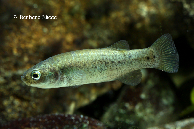 Adult female specimen.