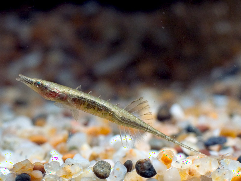 This species is rarely-traded.