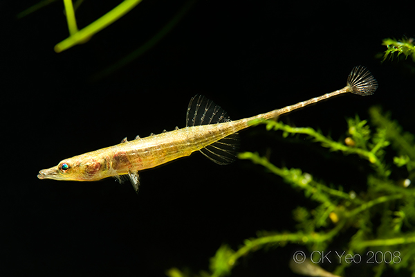 It can be told apart from congeners by the lack of dark bands in the dorsal and anal fins of males.