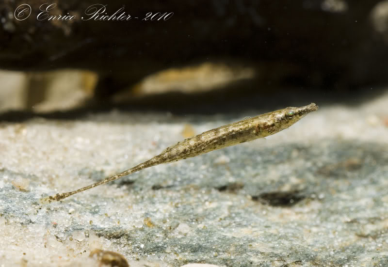 Specimen from the aquarium trade.