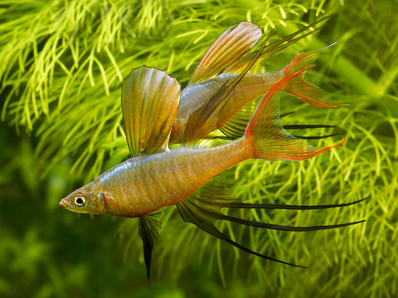 Males spar often when in spawning condition...
