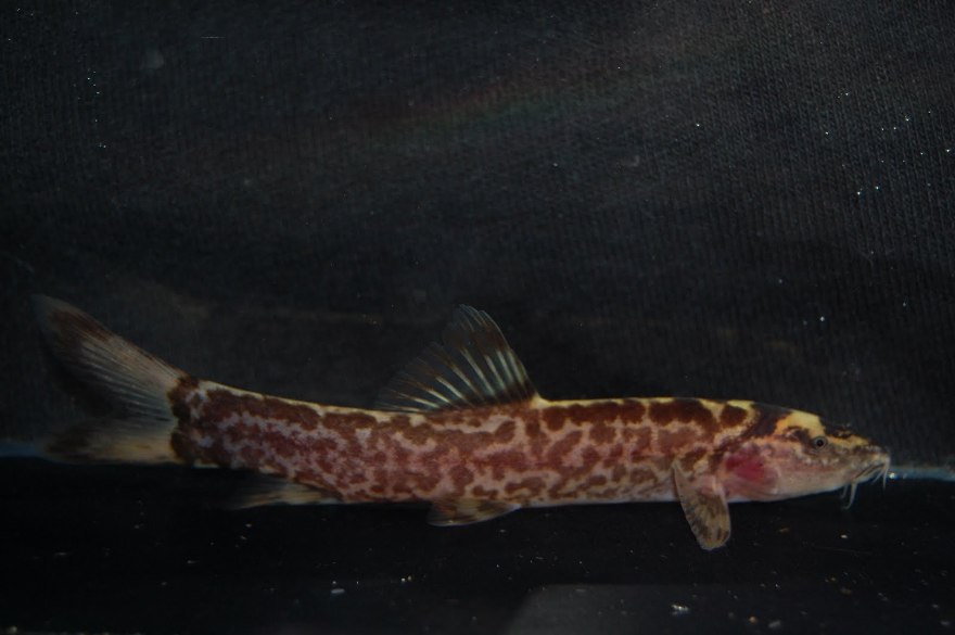 Specimen from the UK aquarium trade.