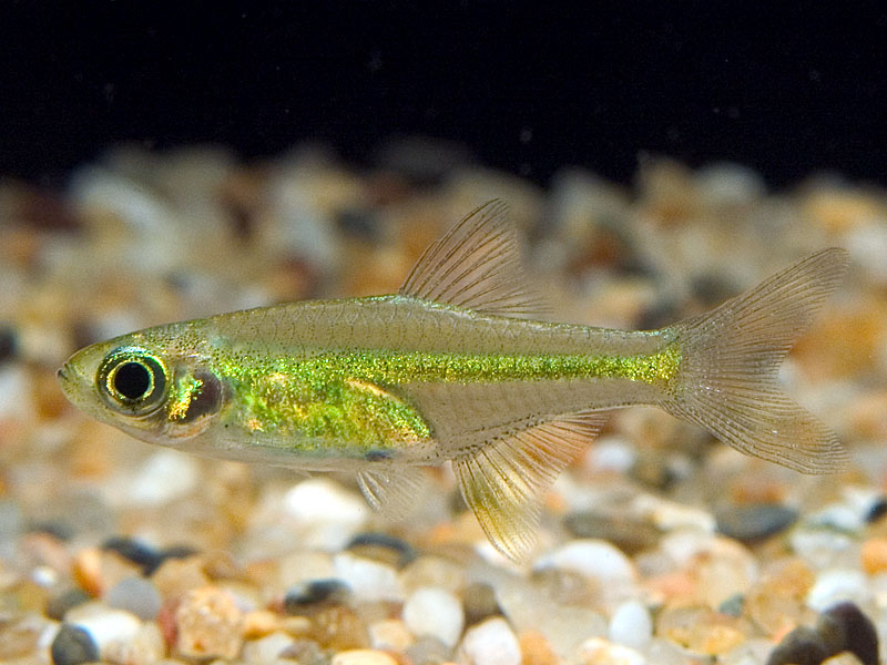 Adult specimen from the Singapore aquarium trade.