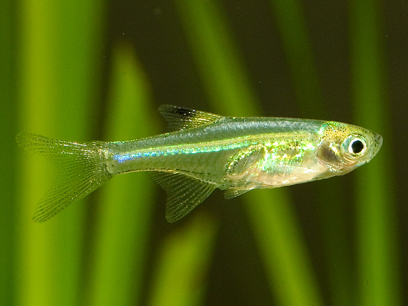 Adult, probably male, specimen.