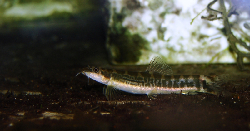Another specimen from the Kumaradhara River.