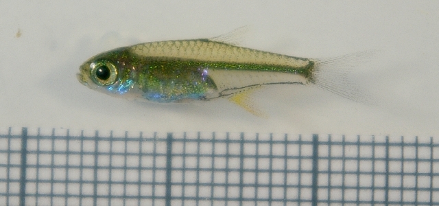 Specimen from the UK aquarium trade.