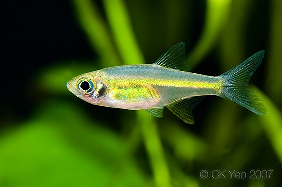 Specimen from the Singapore aquarium trade.