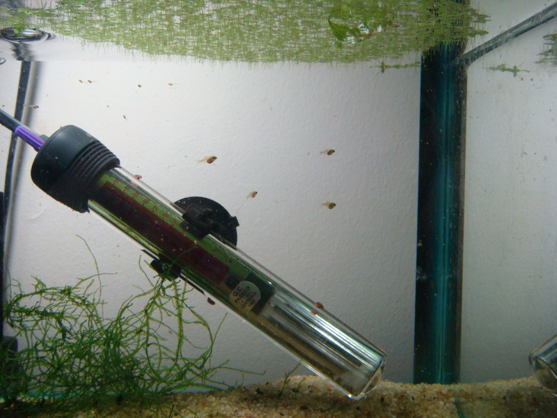 The larger juveniles seen here are around 4 weeks old.