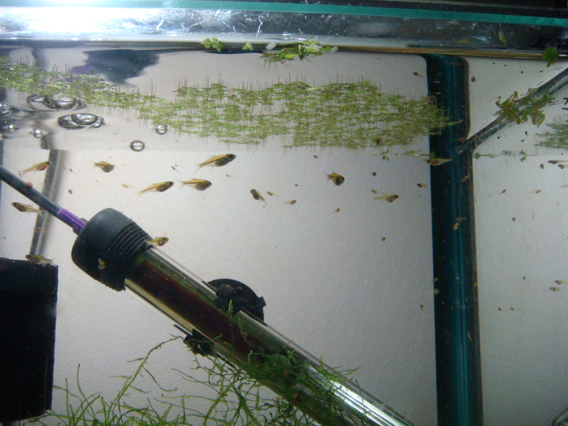 At 6.5 weeks the fish are almost fully-grown.