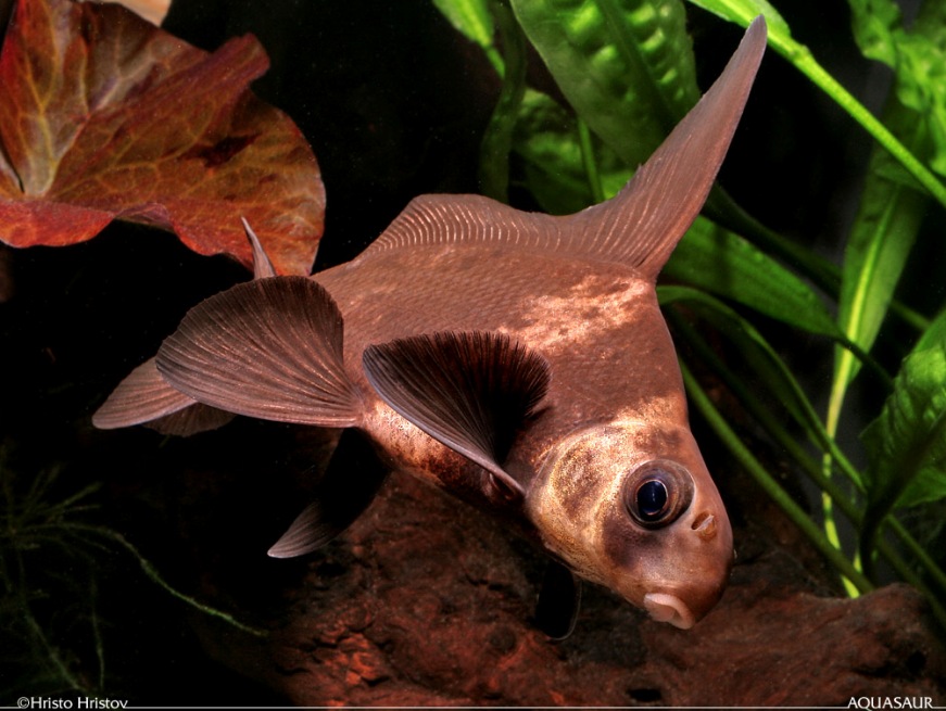 This speciesis always offered for sale in its attractive juvenile form at 80 - 100 mm SL.