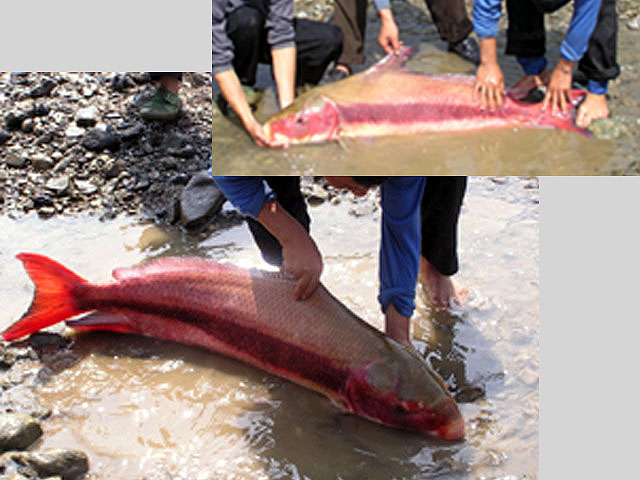 Adult males develop red pigmentation on the flanks when in breeding condition.