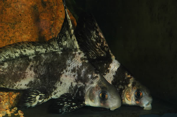 These subadults have started to lose the juvenile patterning, body and fin morphology.