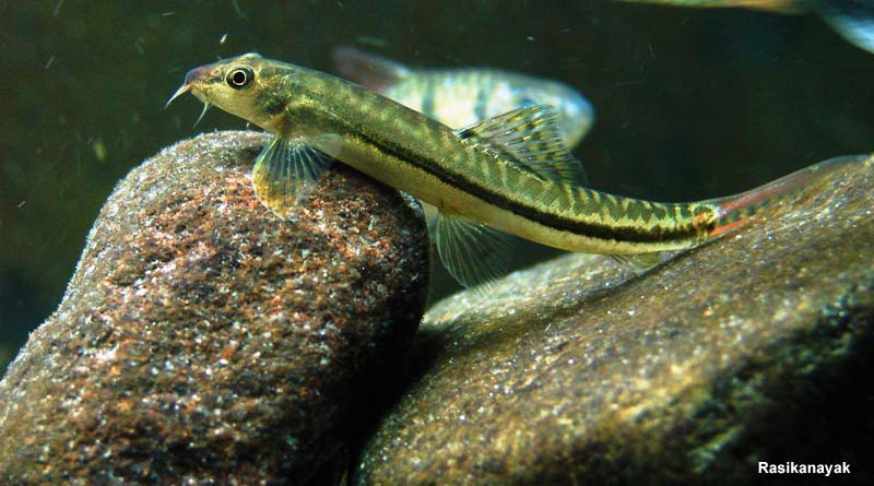Specimen from the Bhadra River system, Gangamoola, Karnataka state.