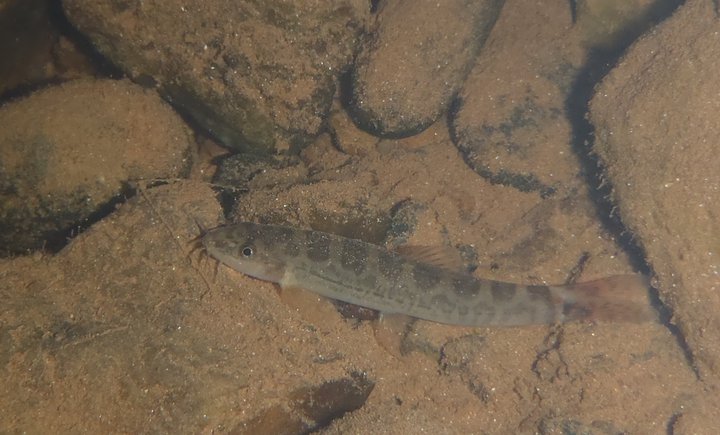 Individual in its natural habitat, Kumaradhara River, Karnataka state, India.