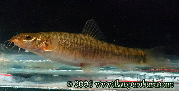 Adult female from Hehua.