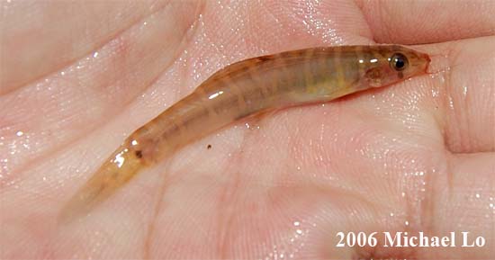 Individual from the habitat in the previous image.