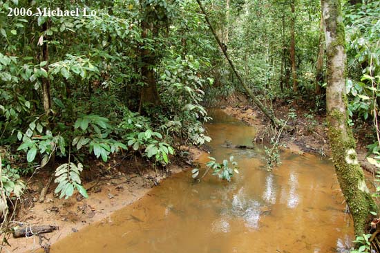Habitat in Mersing District, Johor state, Peninsular Malaysia.
