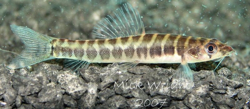 Specimen from the UK aquarium trade.