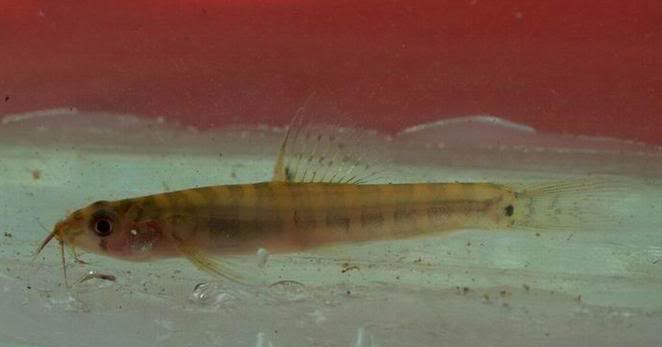 Specimen from Peninsular Malaysia.