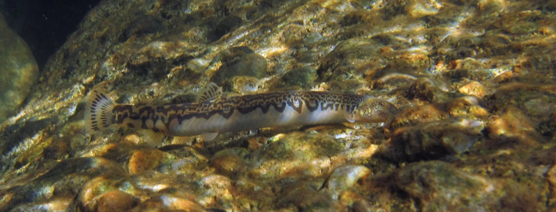 Niwaëlla spp. are typically associated with rocky surfaces...