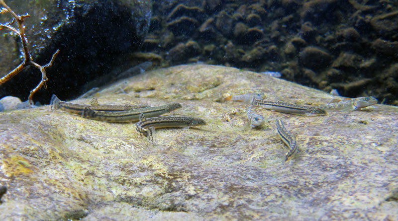 N. delicata often occurs alongside Rhinogobius spp. in nature...