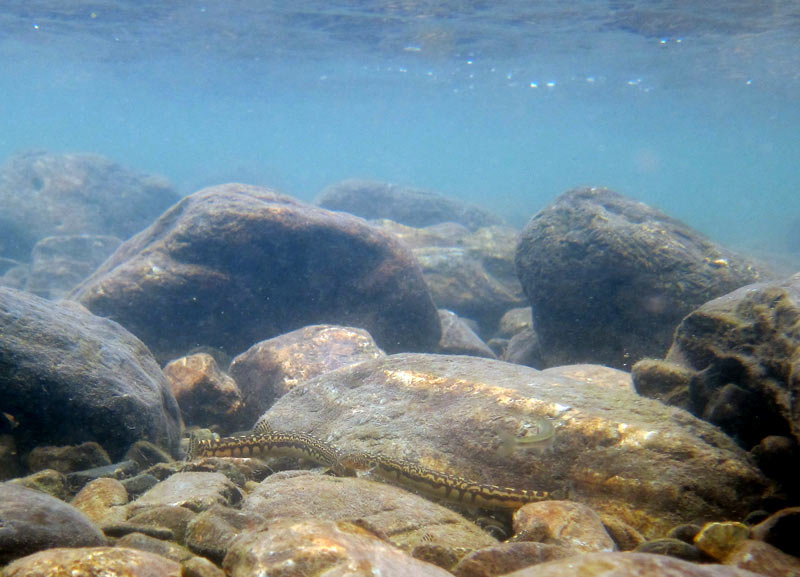 ...ad its habitats typically contain clear water.