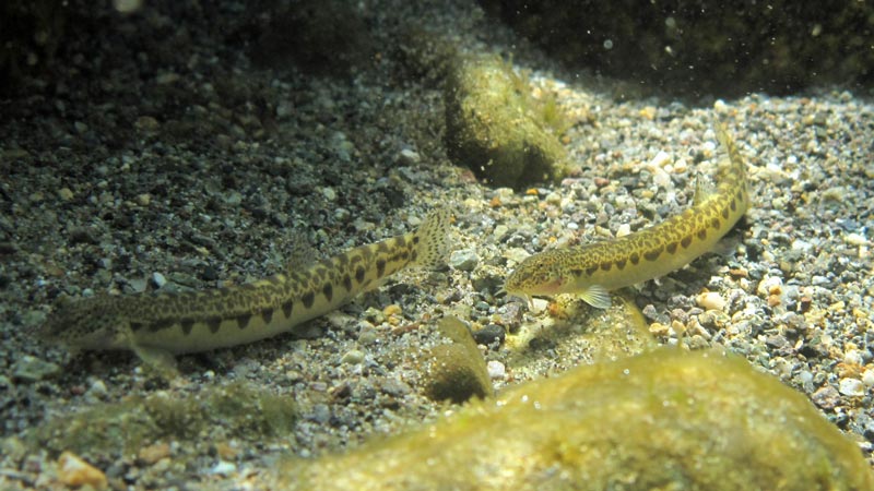 This species typically occurs in groups...