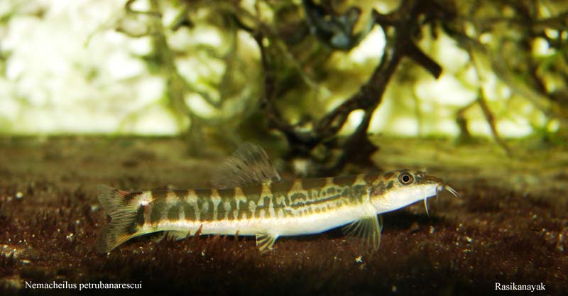 Specimen from the Kumaradhara River, a tributary within the Netravati system, Karnataka state, India.