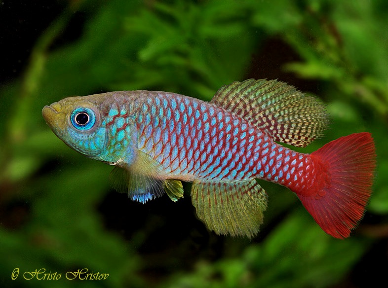 Adult male individual of the 'Ruvu River TZ 91-103' population.