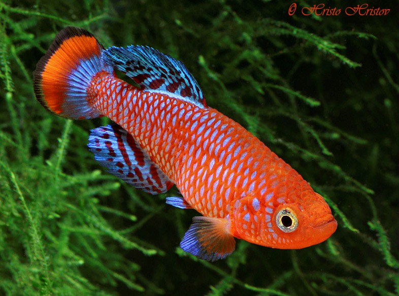 Adult male, 'Beira 98' collection.