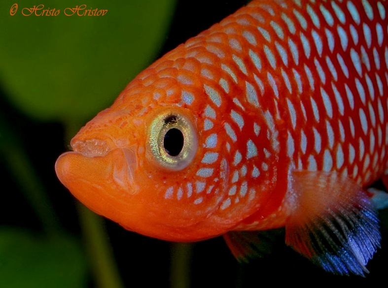 Head detail.