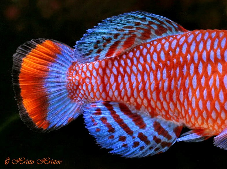 Detail of caudal-fin and posterior portion of body.