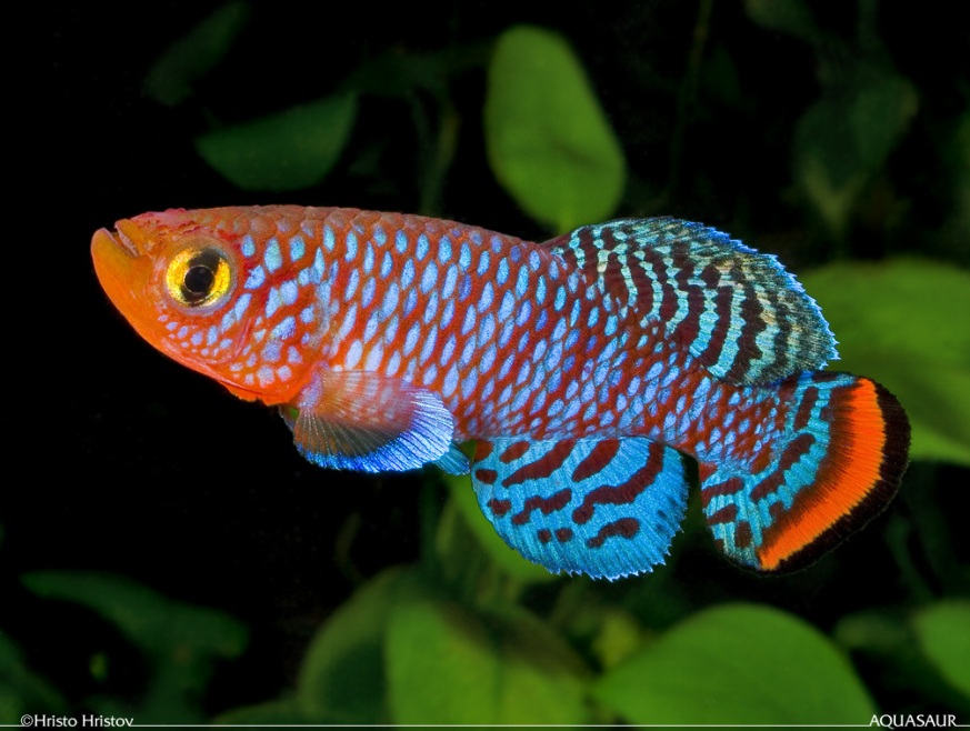 Captive-bred, adult male individual of the 'Beira 98' collection.
