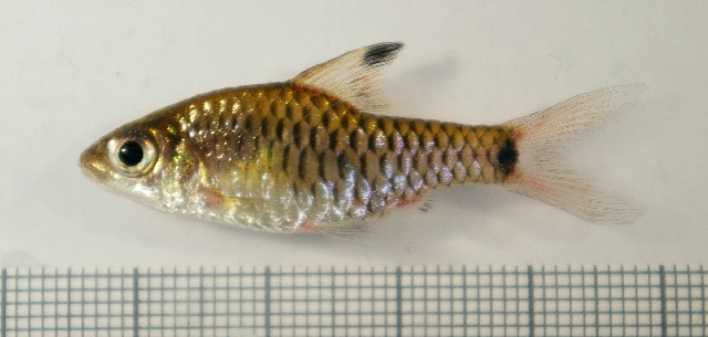 Female specimen from the aquarium trade.