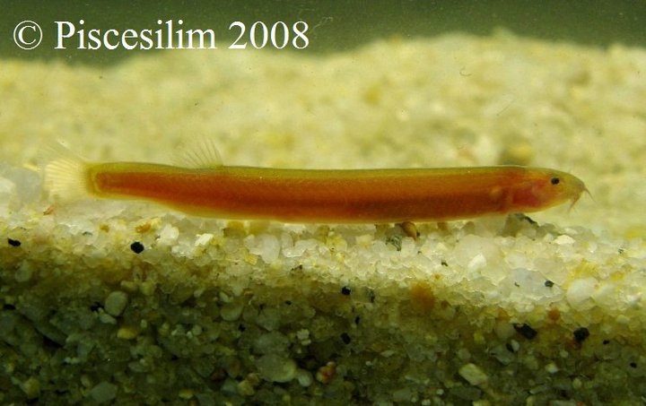 Specimen from Johor state, southern Peninsular Malaysia.