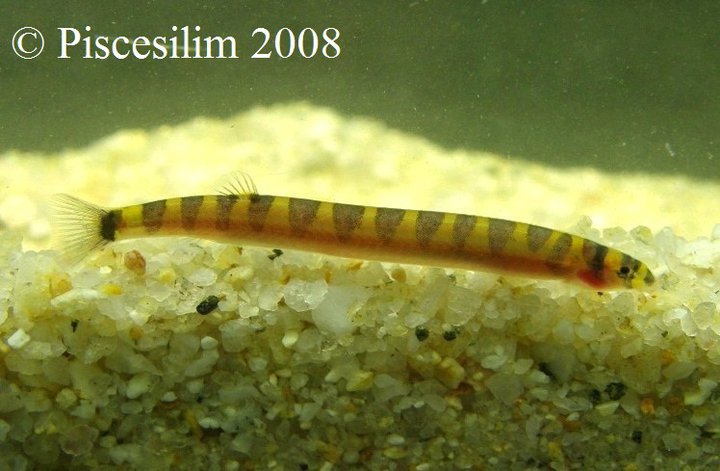 Specimen from Johor state, southern Peninsular Malaysia.