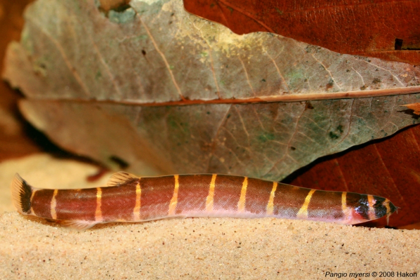 Pangio spp. are often associated with submerged leaf litter in nature and this is also appreciated in the aquarium.